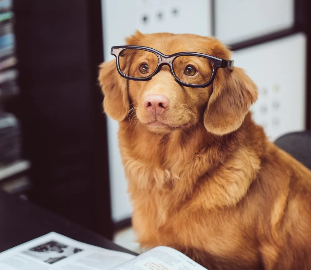 En este momento estás viendo Purus Sitamet Luctus Venenatis