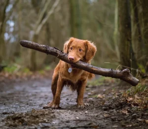 Lee más sobre el artículo Dignissim Cras Tincidunt Lobortis
